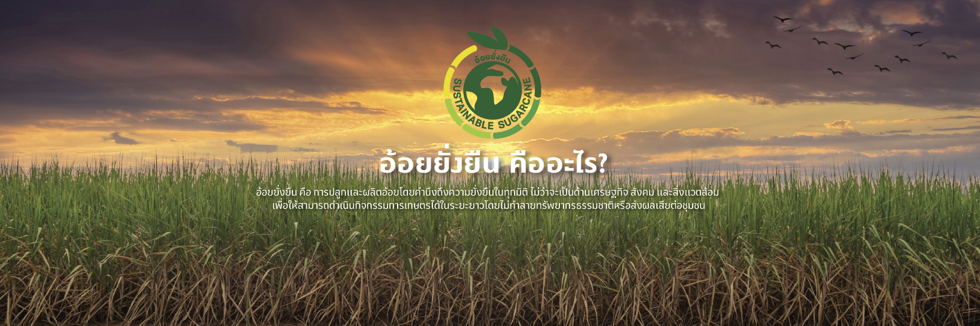 TSM-WEB-BANNER-Sustainable-.jpg